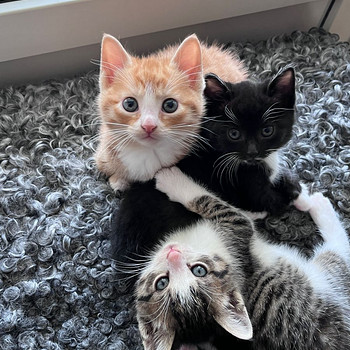 Котята