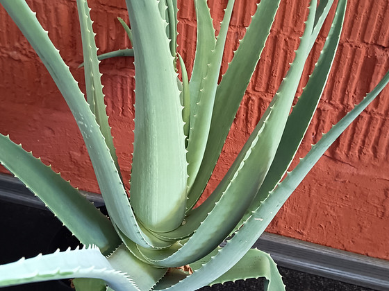 Aloe vera