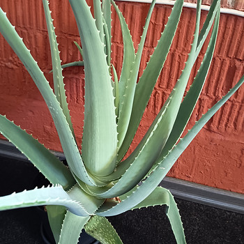 Aloe vera