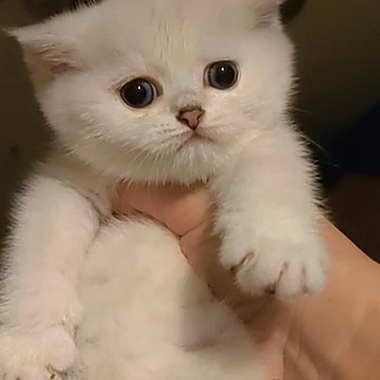 Короткошёрстный британский котёнок