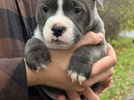 Staffi bullymix