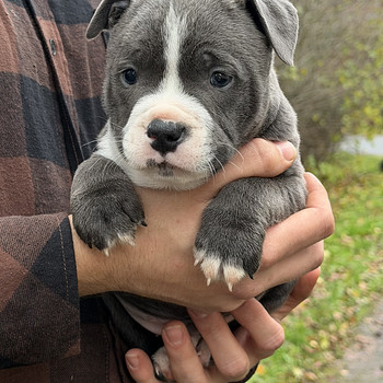Staffi bullymix