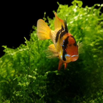 Apistogramma ramirezi
