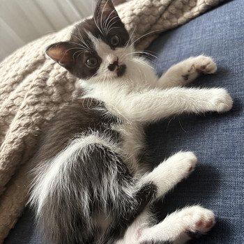 Котёнок