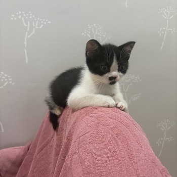 Котёнок