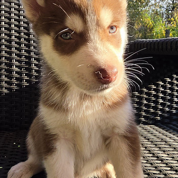 Siberi Husky