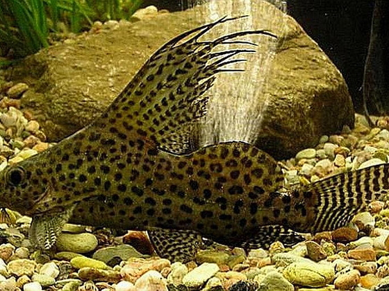 Synodontis eupterus