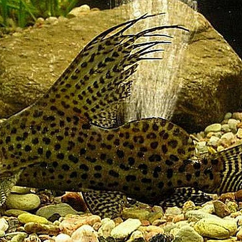 Synodontis eupterus