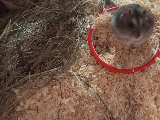 Džungaaria hamster