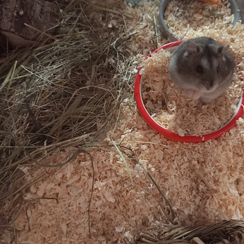 Džungaaria hamster