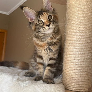 Самка Mainecoon