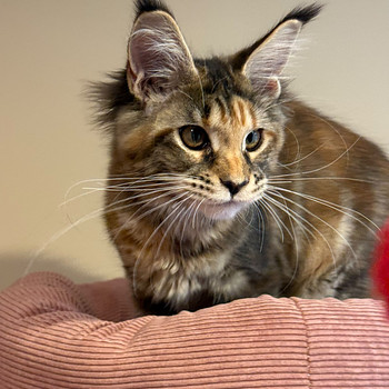 Mainecoon female