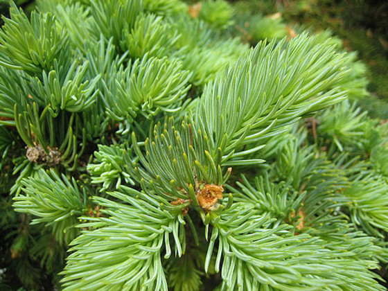 Хвоя (Pinus sylvestris)