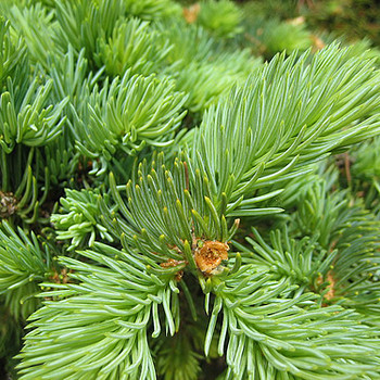 Männiokkad (Pinus sylvestris)