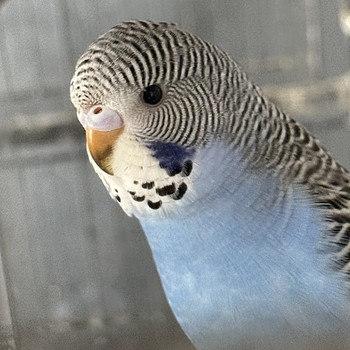 Noored viirpapagoid