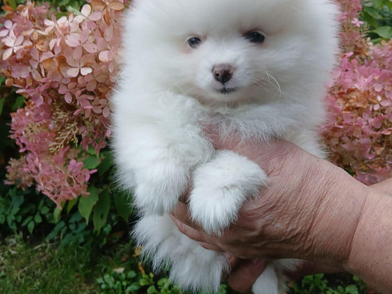 Pomeranian
