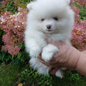 Pomeranian