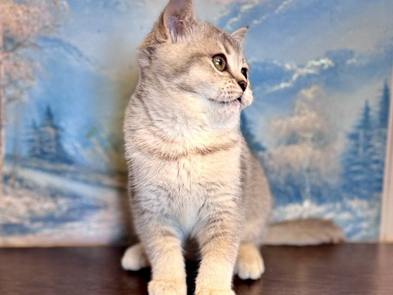 Манчкин британская короткошёрстная