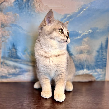 Манчкин британская короткошёрстная