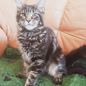 Maine Coon