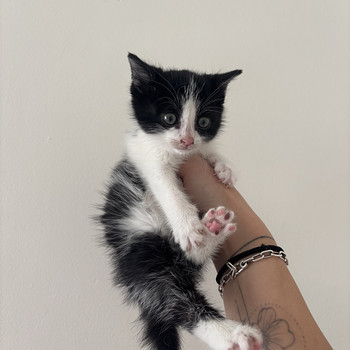 Котёнок