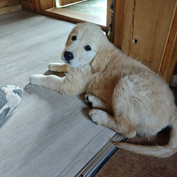 Kuldne retriiver