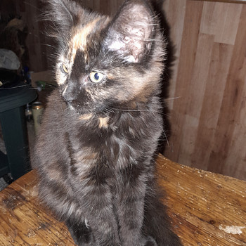 Девочка Maine Coon