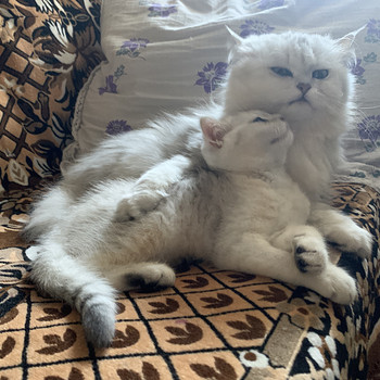 Нежный Британский котёнок, 2/3 месяца