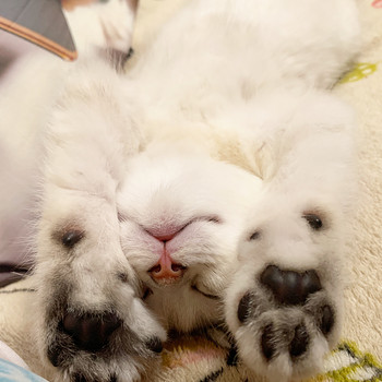 Британский короткошерстный котёнок, серебро, 2.5 месяца