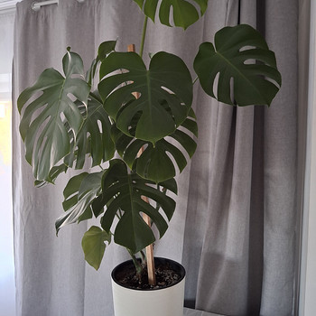 Monstera toataim