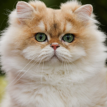 Golden chinchilla BRITIKAS