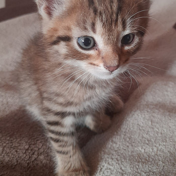 Милые котята