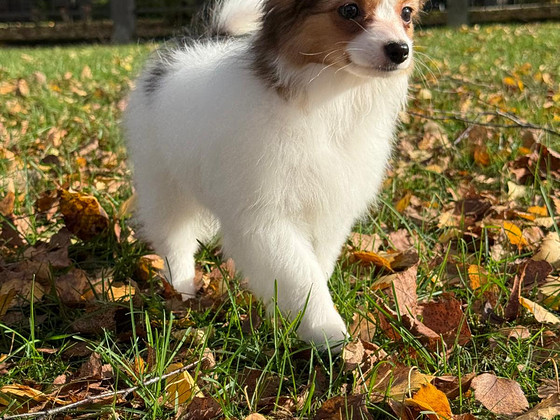 Papillion