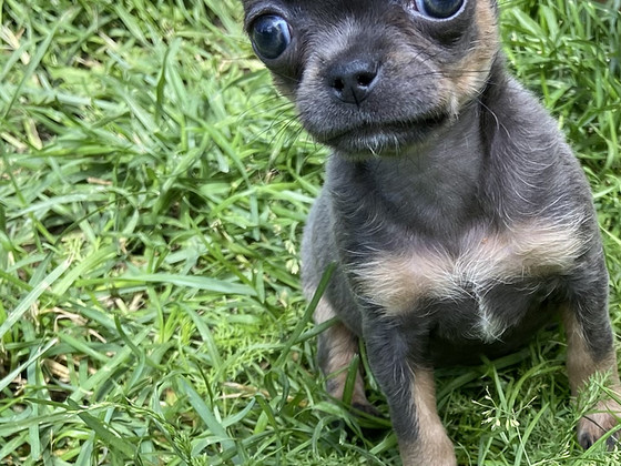 Chihuahua kutsikas