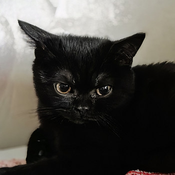 Кошечка Британка