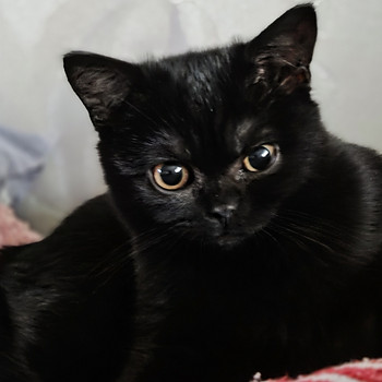 Кошечка Британка