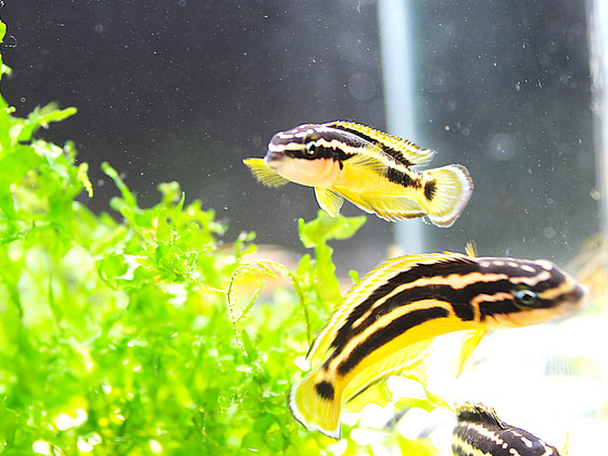 Yulidochromis
