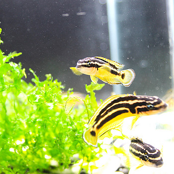 Yulidochromis