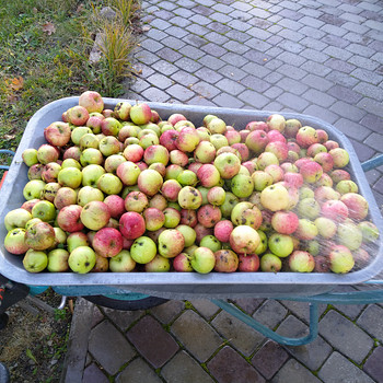 Õunamahl toores