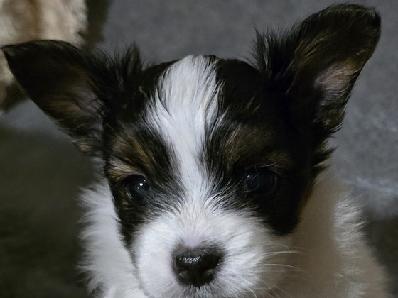 Papillon