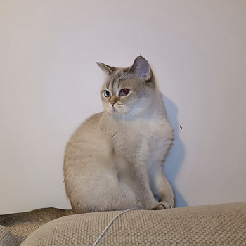 Kass otsib kodu