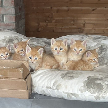Котята