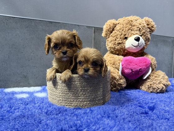 Cavalier King Charlesi spanjel