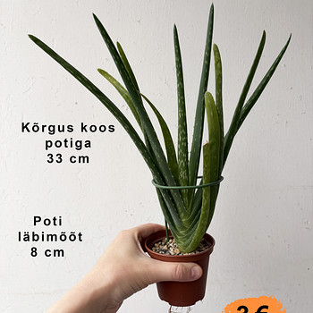 Алоэ вера