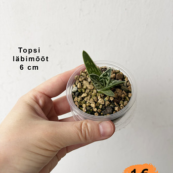 Маленькое полосатое алоэ