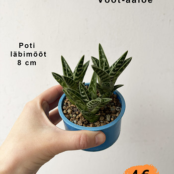 Три полосатых алоэ