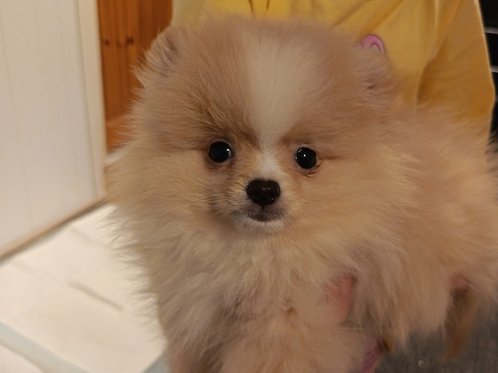 Pomerian poika