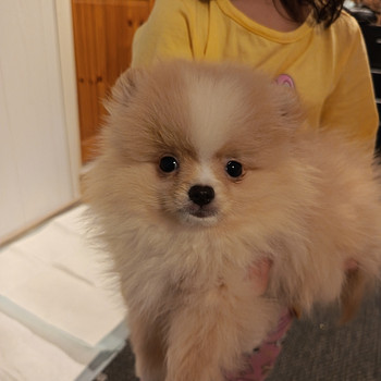 Pomerian poika