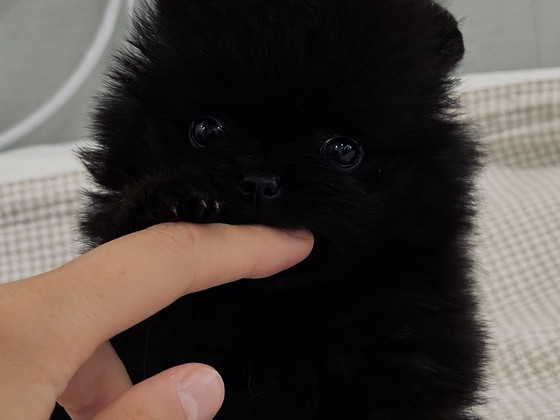 FCI Pomeranian spitsi tüdruk