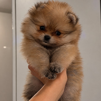 FCI Pomeranian spitsi tüdruk